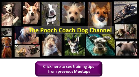 The Pooch Coach Dog Channel San Francisco Dog Training